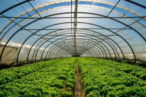 Kitchen vegetable plantation kit : Northamps ENV Solution